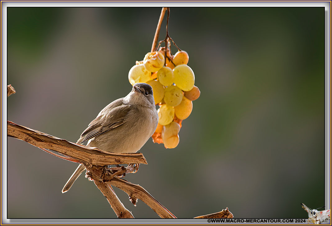 Fauvette à tête noire